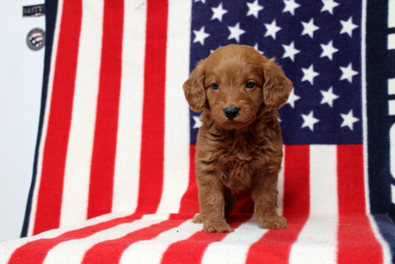puppy, for, sale, Mini Goldendoodle F1, Matthew B. Stoltzfus, dog, breeder, Gap, PA, dog-breeder, puppy-for-sale, forsale, nearby, find, puppyfind, locator, puppylocator, aca